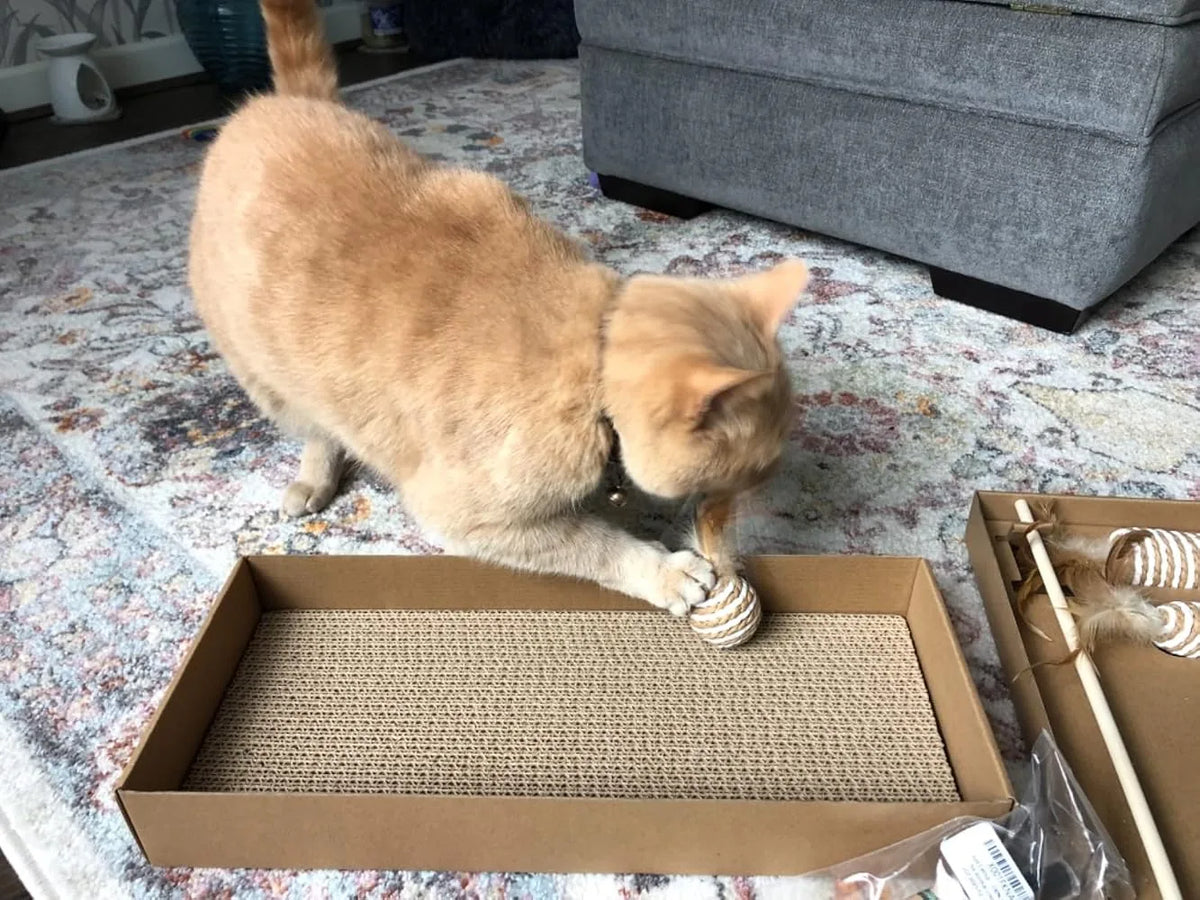 Ginger cat on a patterned rug pawing a kicker toy on the Play Set scratch board.