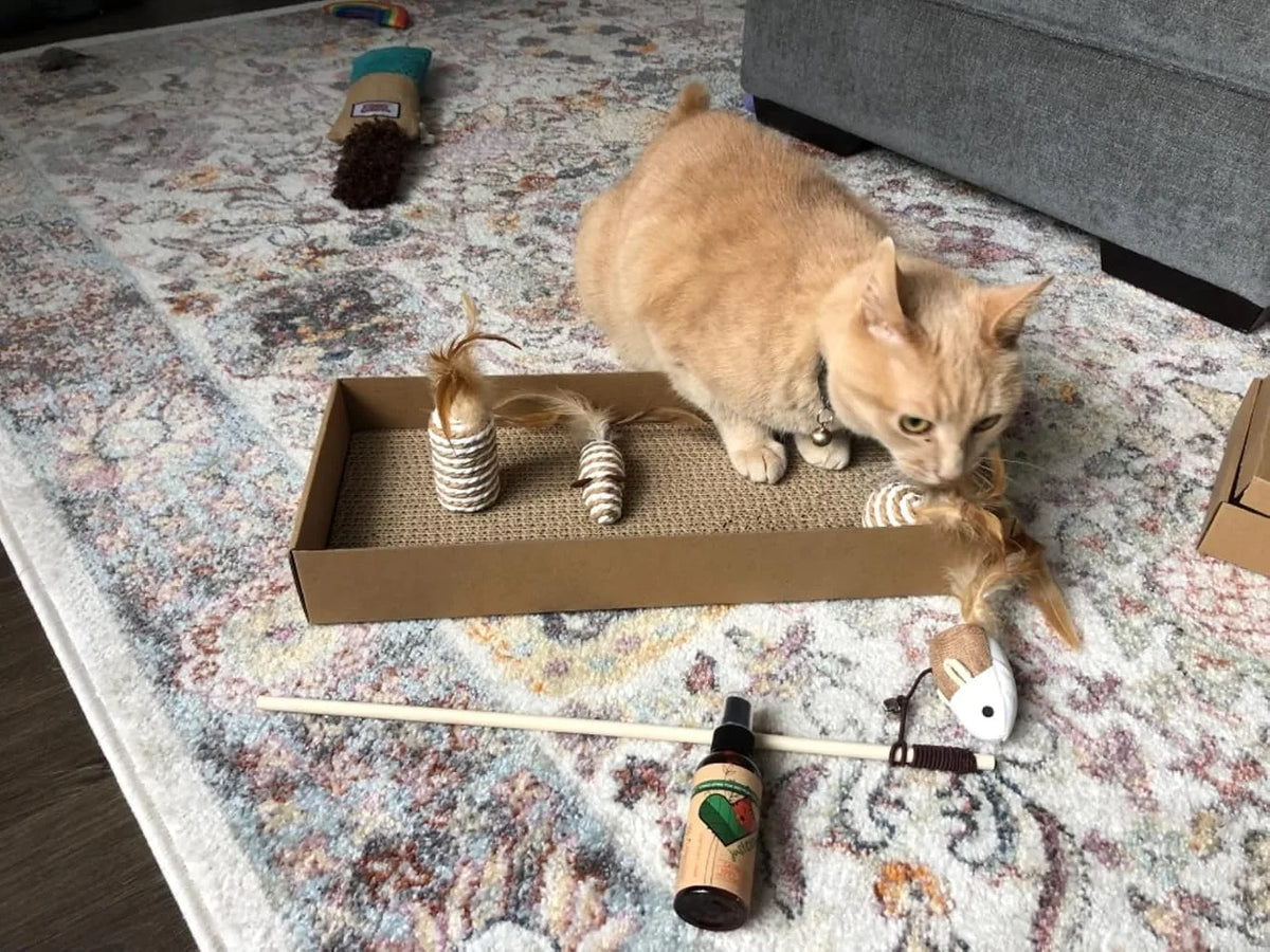 Ginger cat by the Play Set scratch board with kicker toys, the wand mouse and spray on a rug.