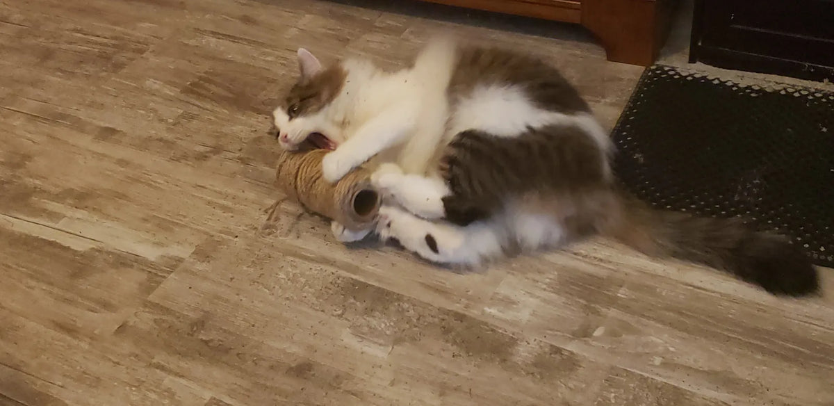 Tabby-and-white cat lying on its side biting a rope-wrapped kicker toy on a wooden floor.