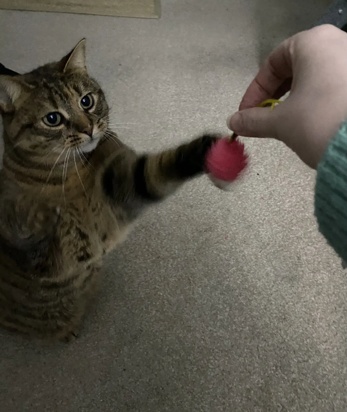 A tabby cat batting a pompom toy held out to it
