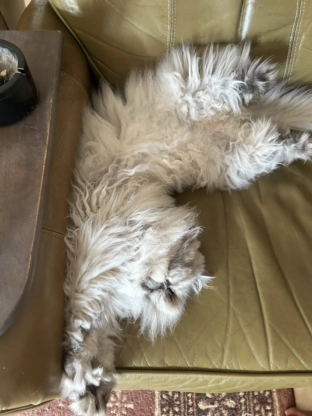 A fluffy grey Persian cat stretched out on its back on a sofa