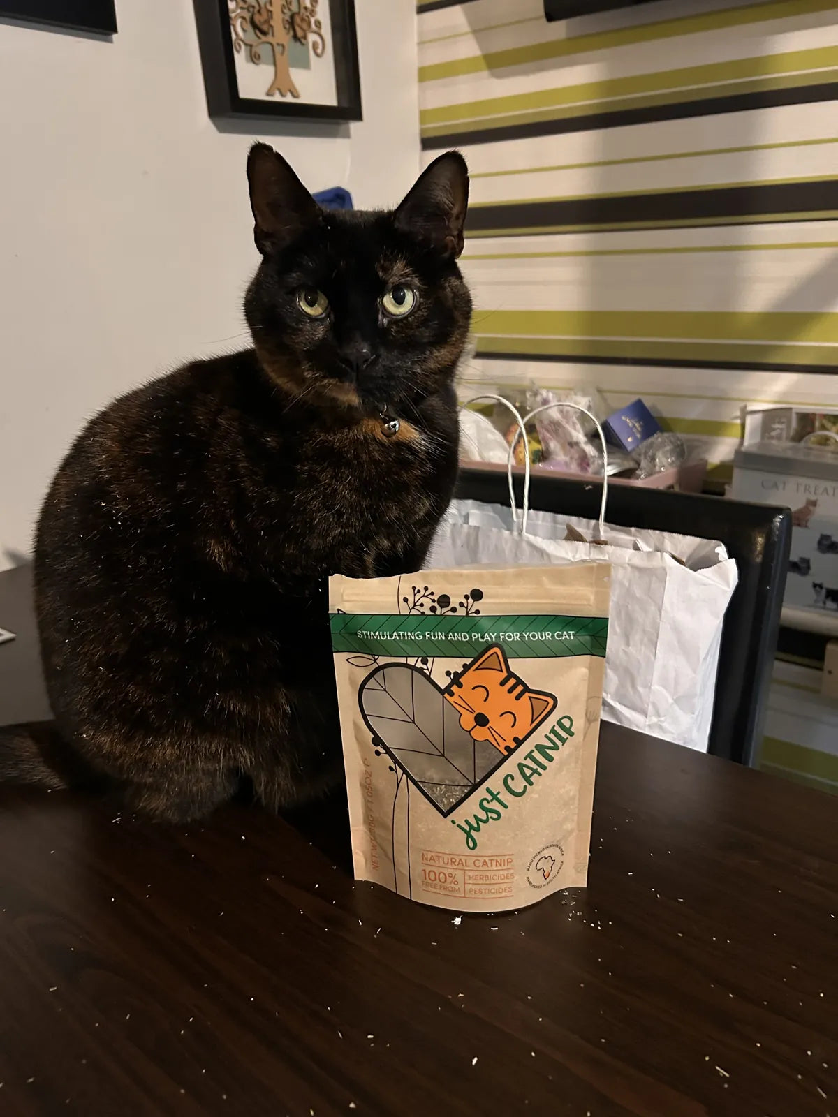 A tortoiseshell cat sitting behind a pouch of Just Catnip
