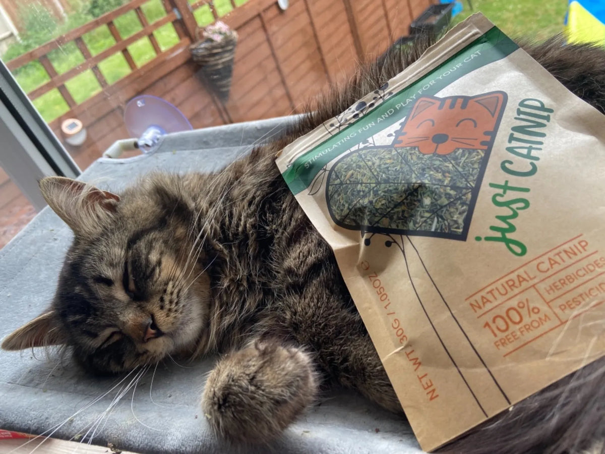 A tabby cat dozing on a window perch next to a pouch of Just Catnip