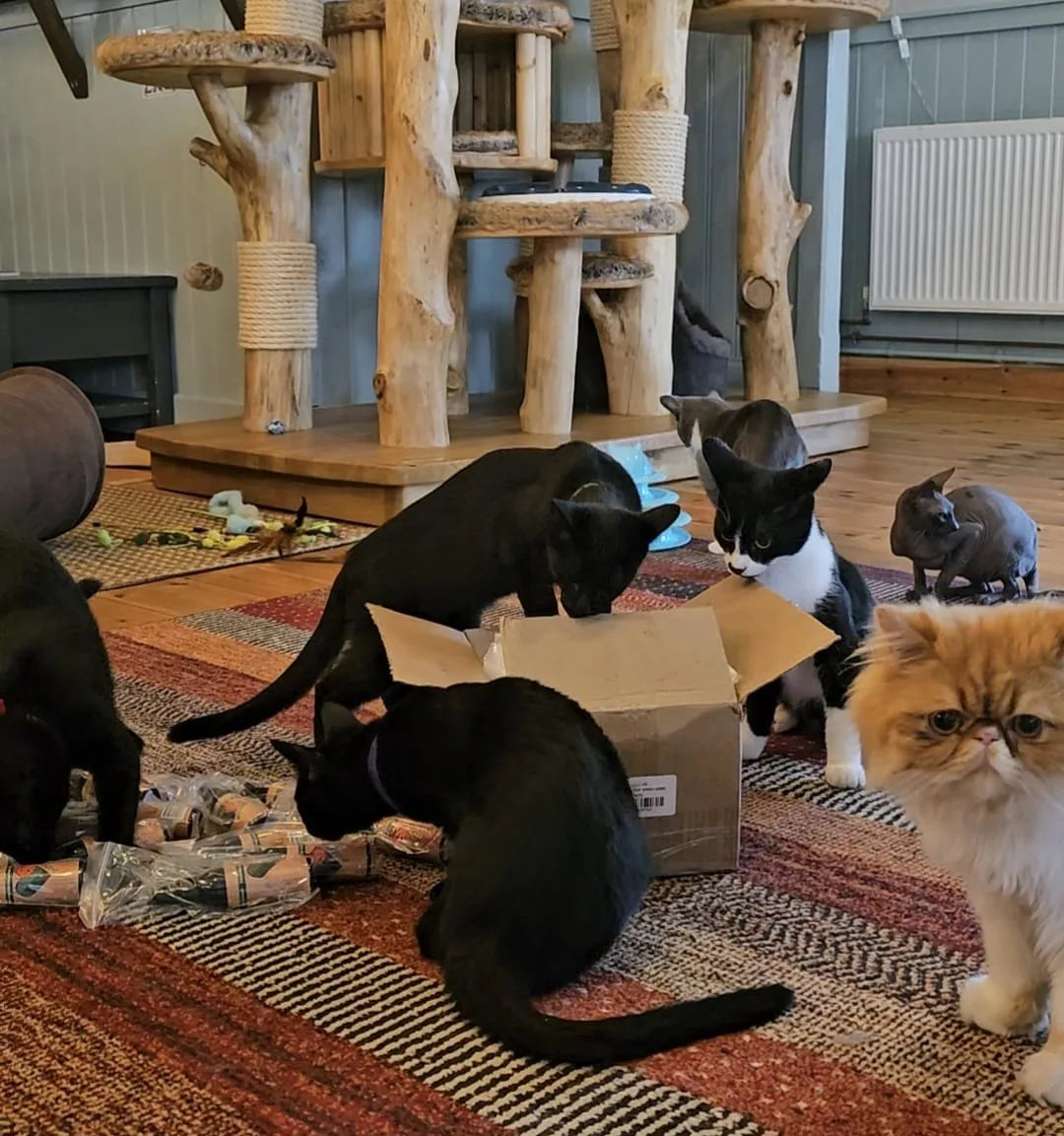 Several cats around an open cardboard box on a rug, wooden cat trees behind, scattered bagged sprays.