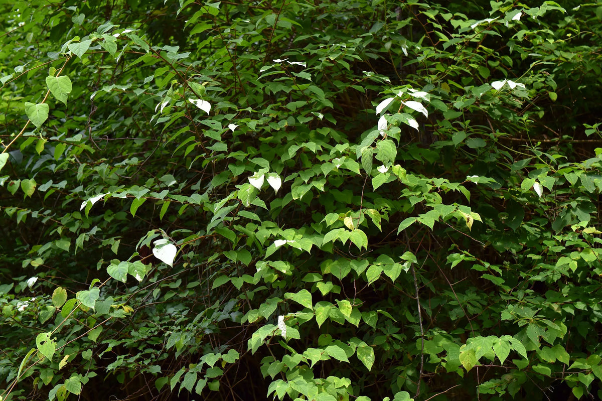 Dense thicket of silvervine (Actinidia polygama) with scattered white-tipped leaves