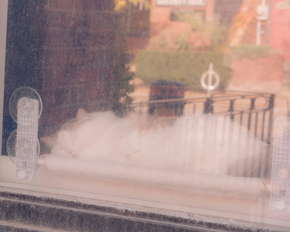 White cat asleep on a suction-cup window perch, seen from outside through the glass
