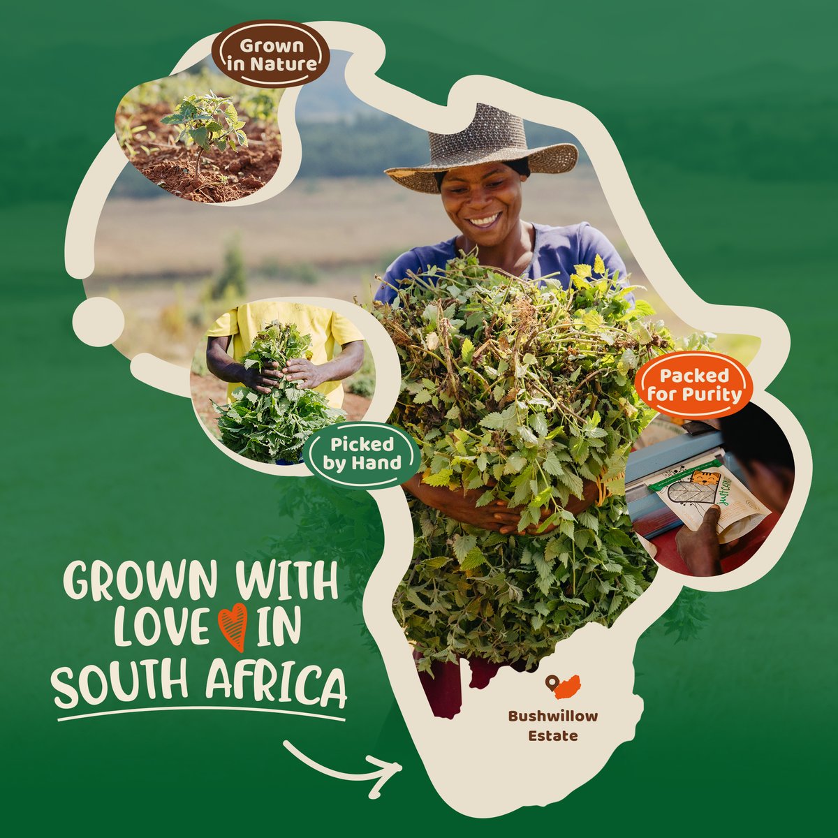 Grown with love in South Africa on Bushwillow Estate