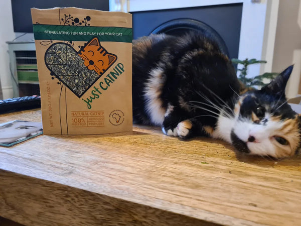 A calico cat lying next to a Just Catnip pouch on a table