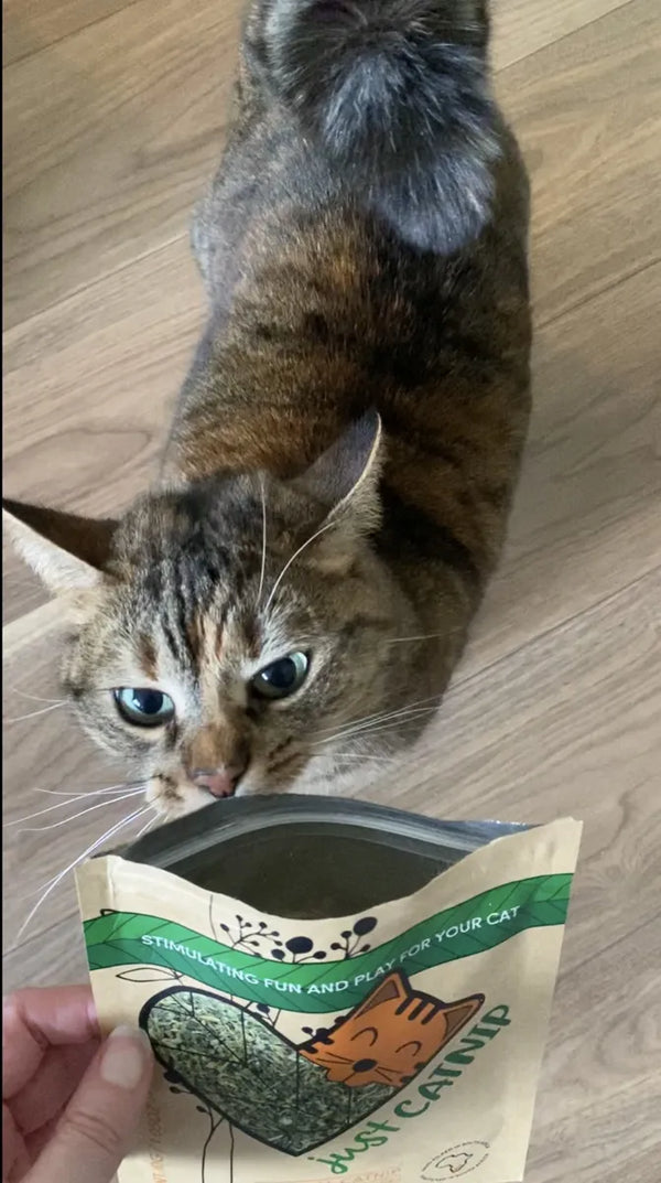 A tabby cat with its head inside a Just Catnip pouch
