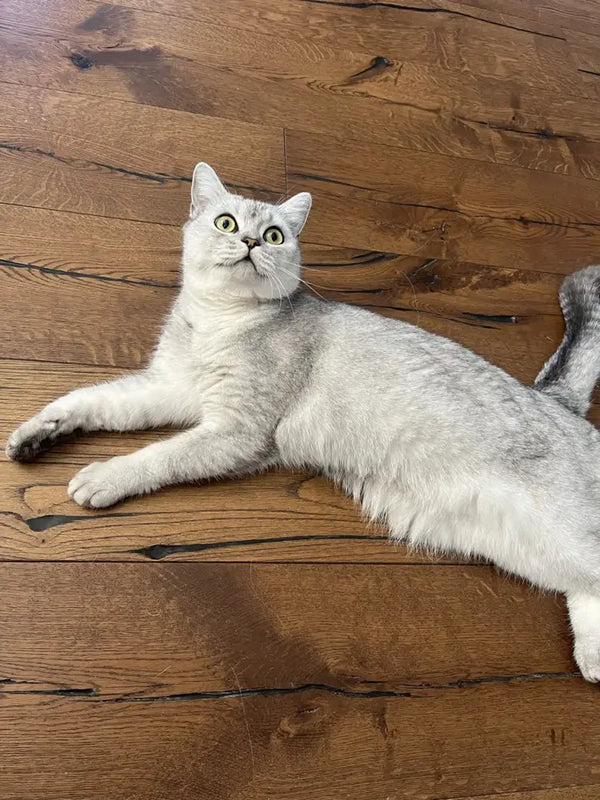 A silver tabby rolling on a wooden floor