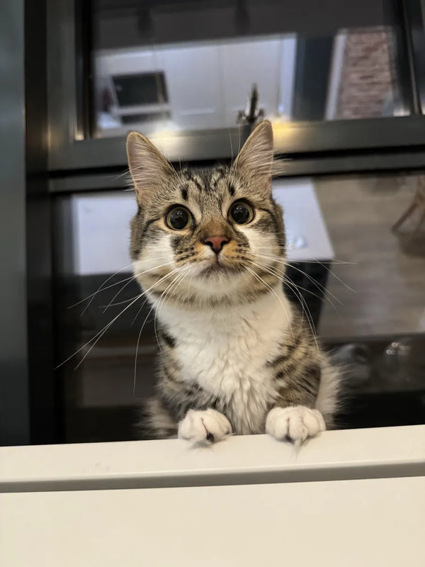 A tabby cat looking up at the camera, paws on a ledge