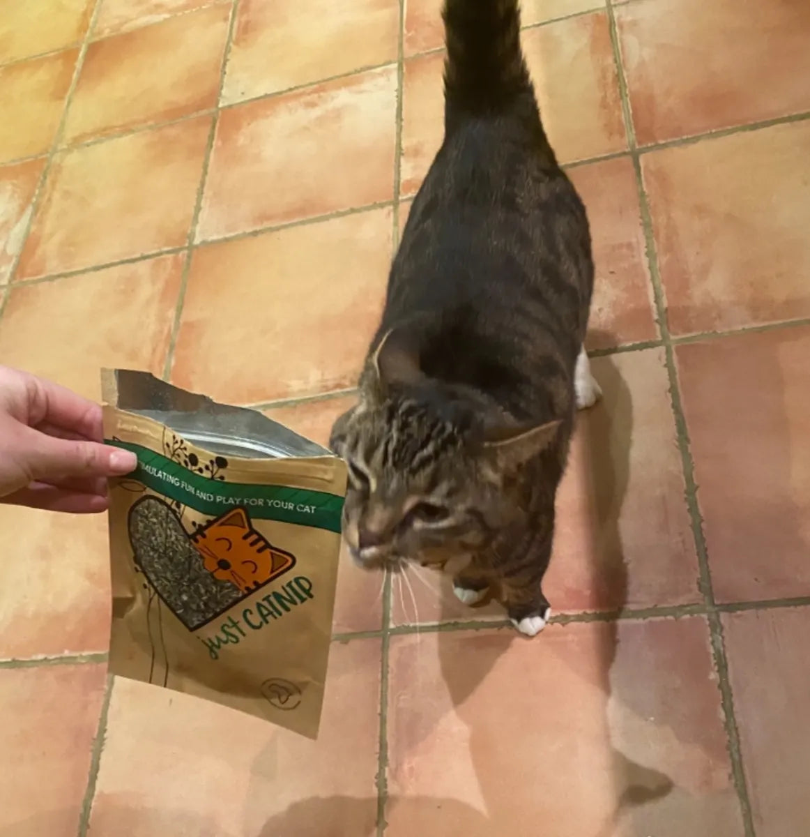 A hand holding a Just Catnip pouch out to a tabby cat