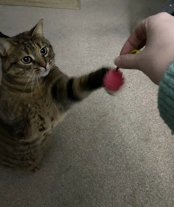 A tabby cat batting a toy held out to it