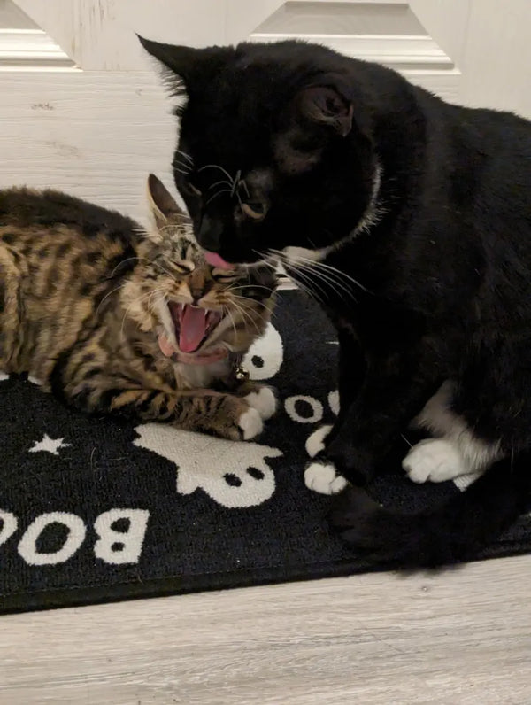 A black cat and a tabby play-fighting on a doormat