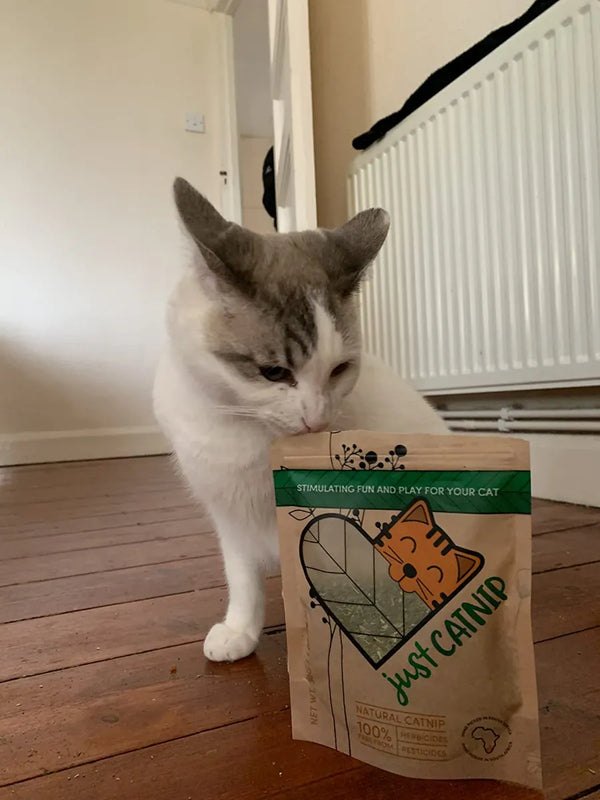 A white and grey cat sniffing a Just Catnip pouch on a wooden floor
