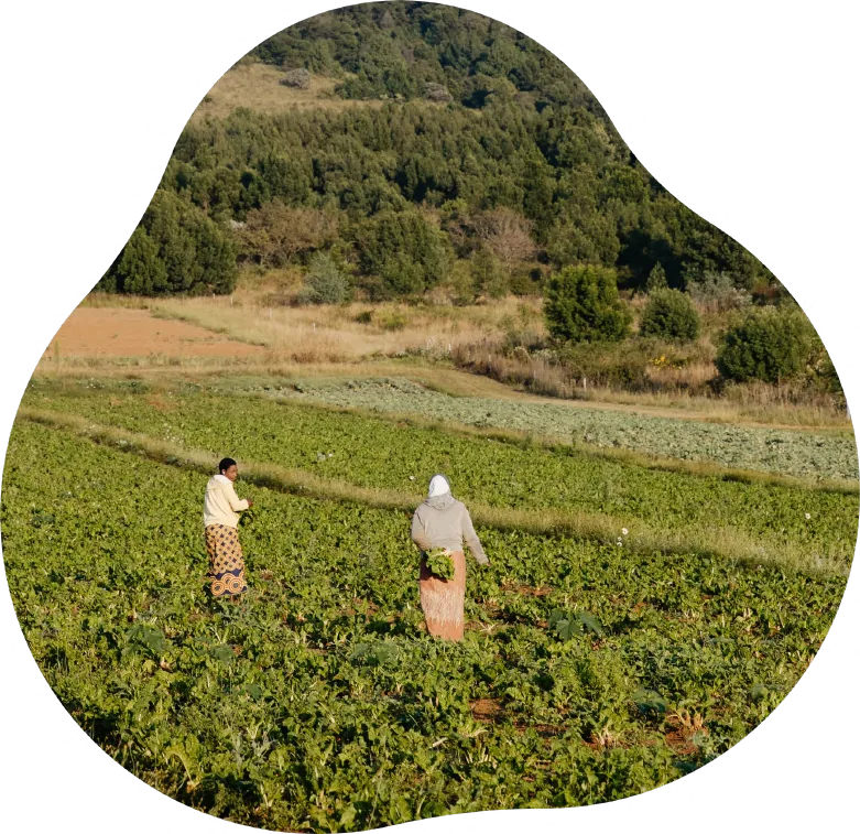 Just Catnip: farm field