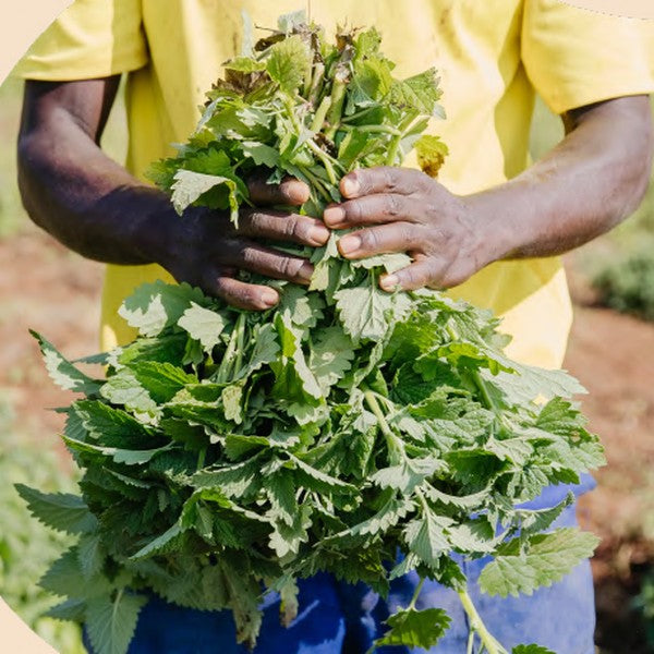 Just Catnip: hands holding a freshly picked catnip bunch