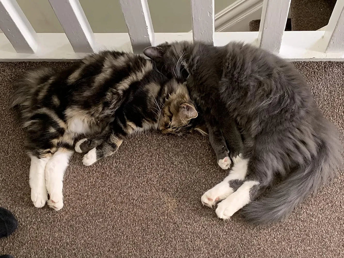 Silver tabby and grey long-haired cat sleeping together on a carpet by banisters.