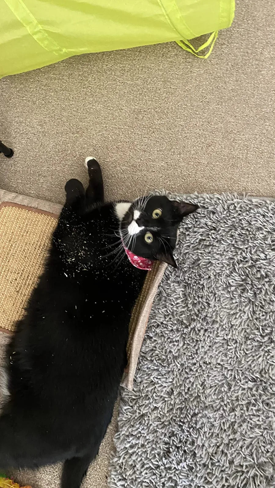 Black-and-white cat lying on its back on a scratcher and rug, catnip flakes on its fur.