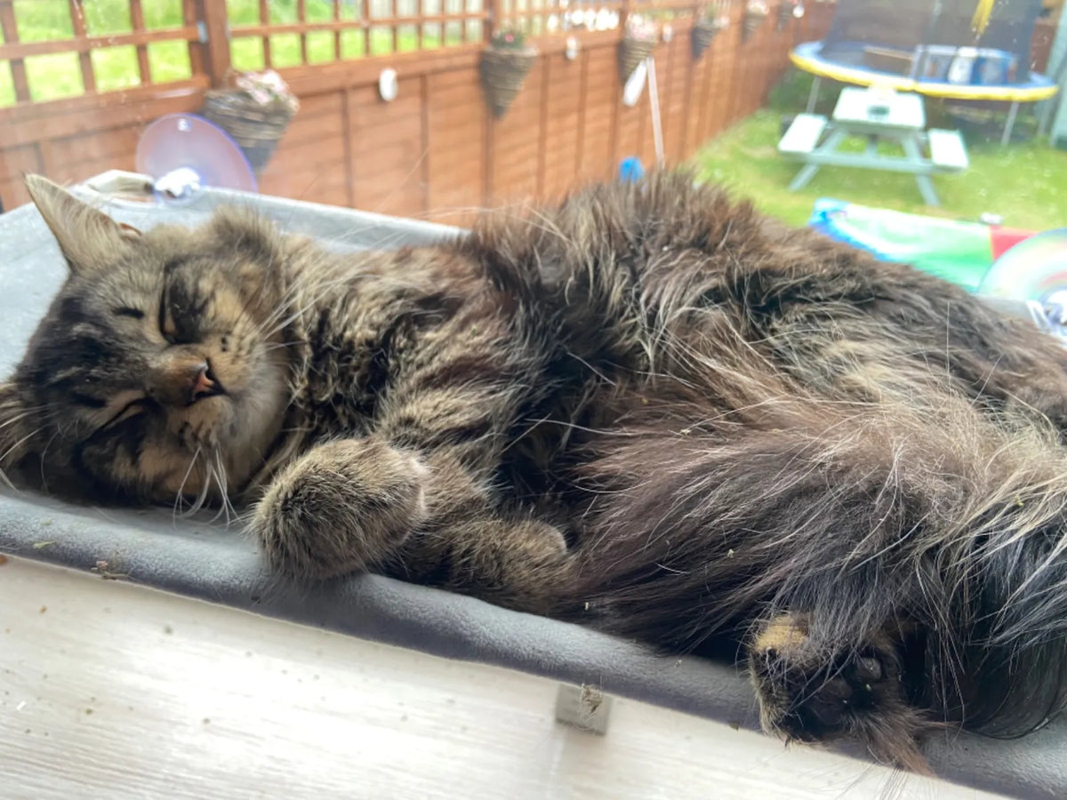A tabby cat asleep on a window perch