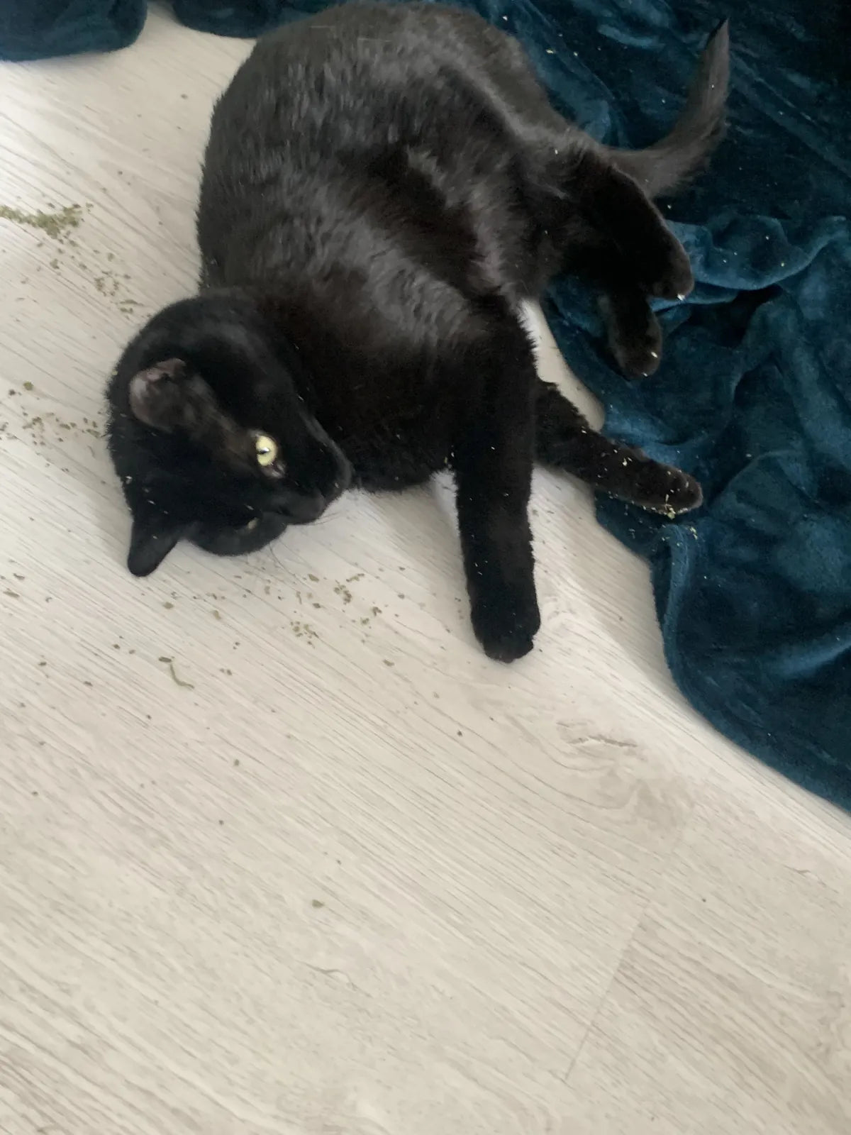 A black cat rolling on the floor in a sprinkle of catnip