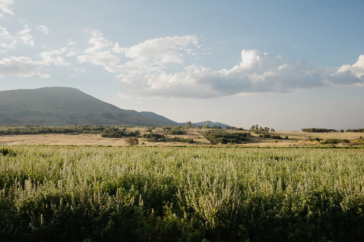 Catnip in flower at Bushwillow Estate, with the mountain behind