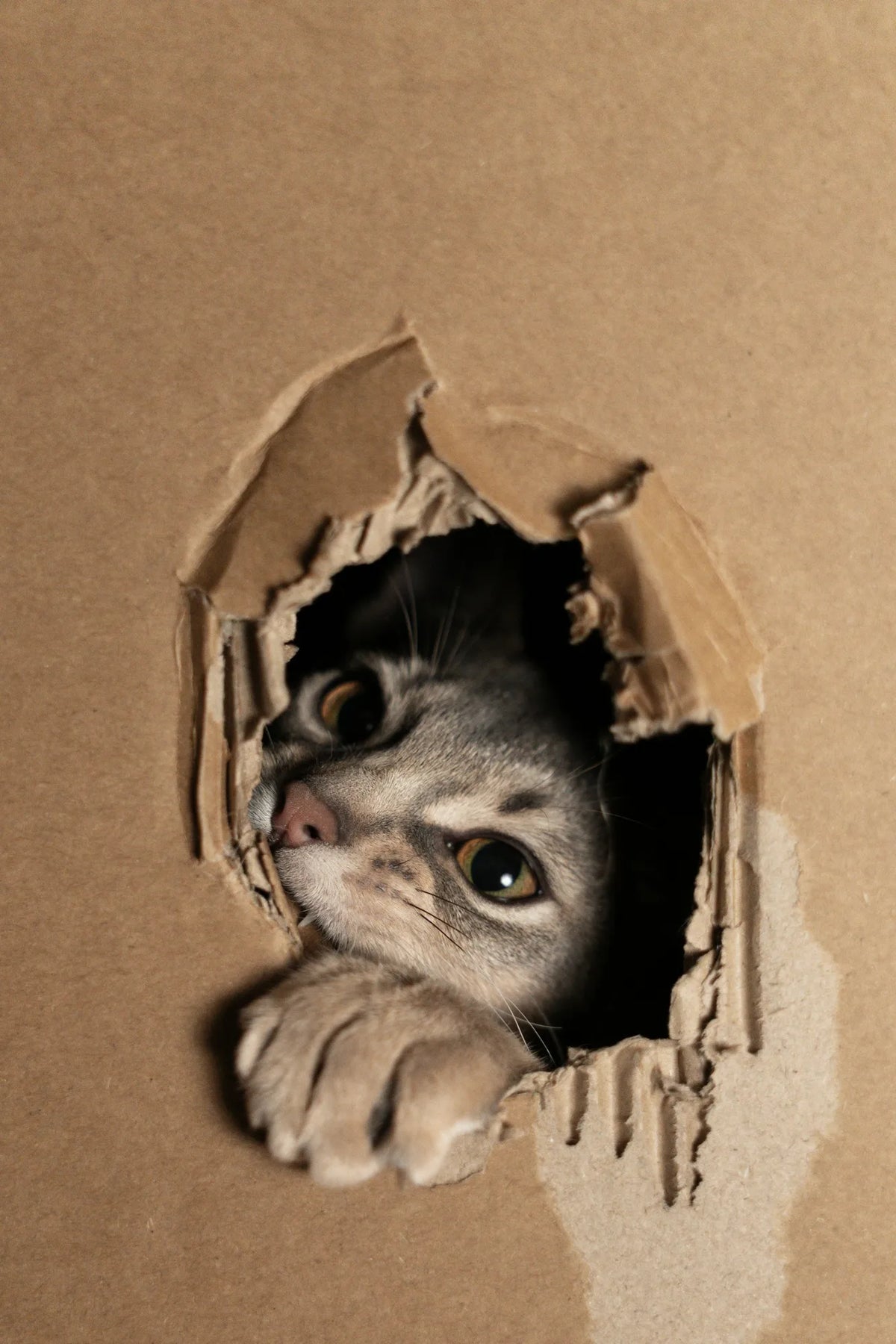 Cat peeking out through a torn hole in a plain cardboard box