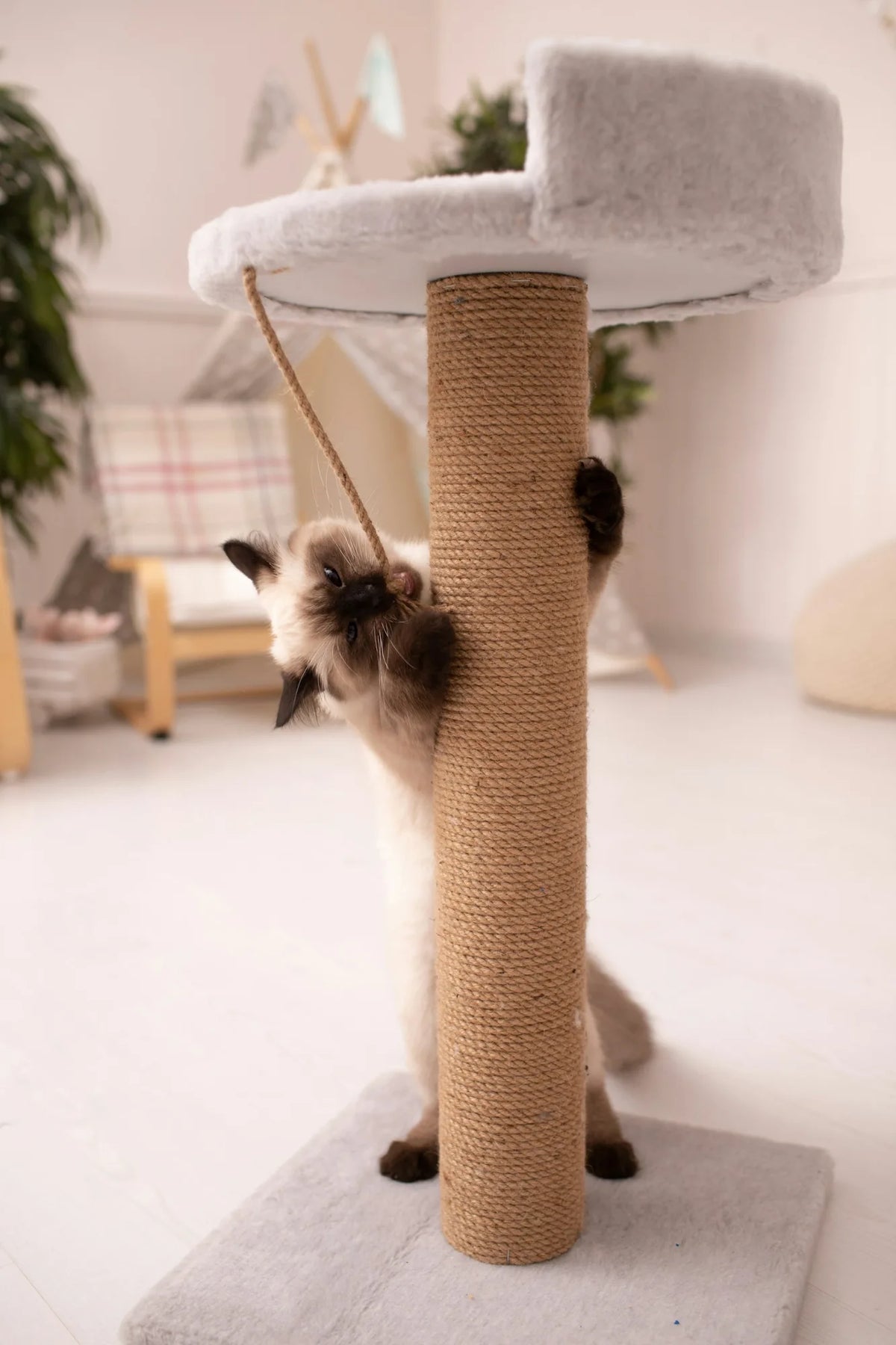 A Siamese-type cat stretching up a tall sisal rope scratching post in a bright living room