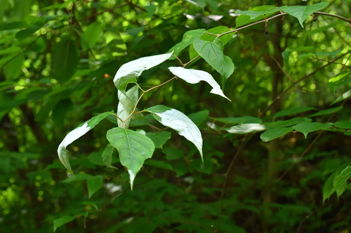 Silvervine (Actinidia polygama) vine in a Japanese forest, several leaves turned silvery white