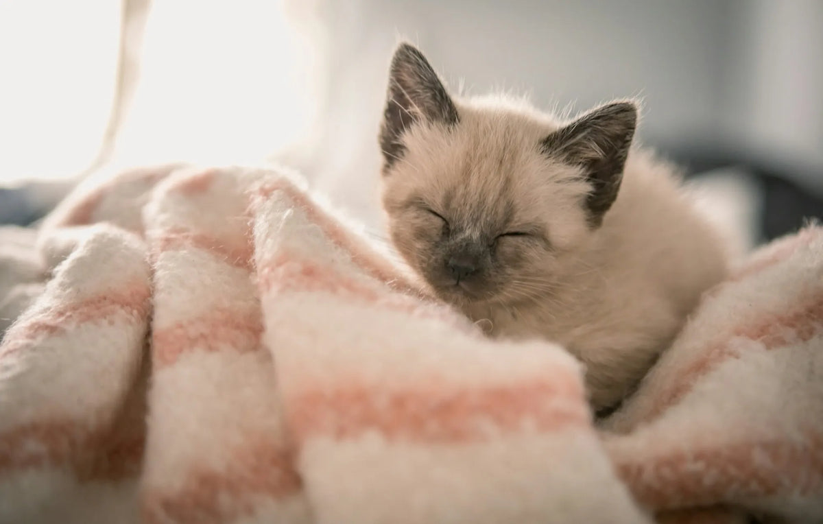 Siamese kitten dozing on a soft pink-striped knitted blanket