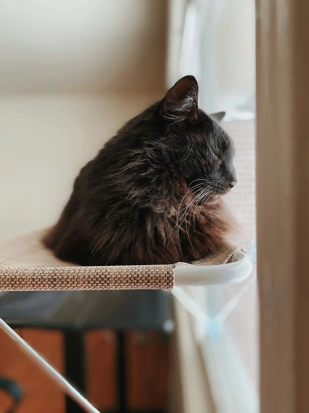 Black long-haired cat dozing on a window-mounted perch beside the glass