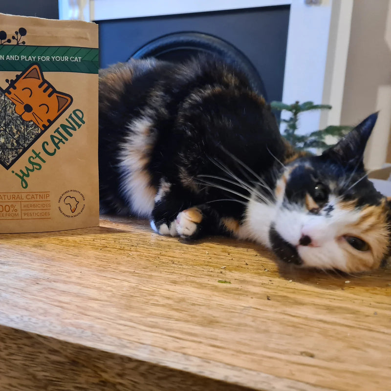 Calico cat lying on a table beside a Just Catnip pouch