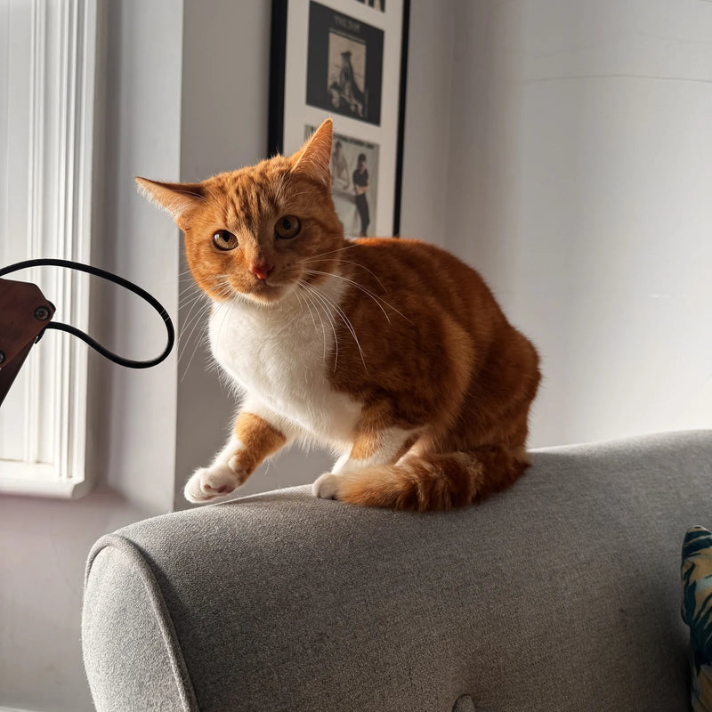Ginger-and-white cat perched on the arm of a sofa