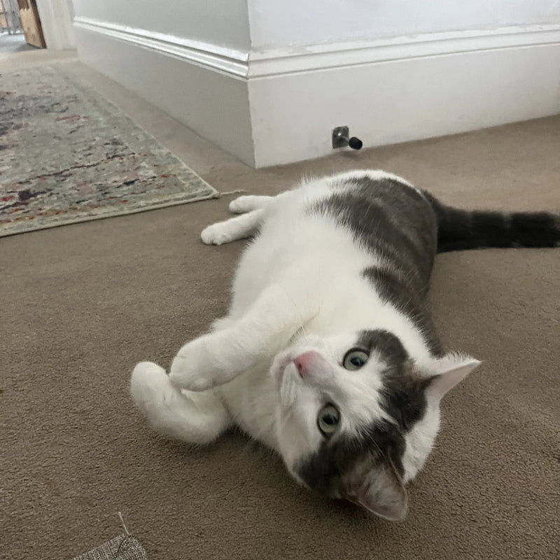 Grey-and-white cat rolling on the carpet, looking up at the camera