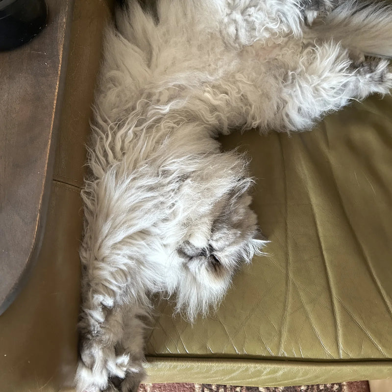 Silver Persian cat sprawled on its back on a leather chair
