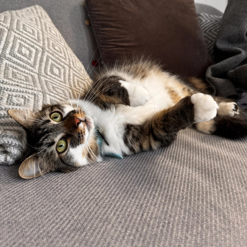 Tabby-and-white cat lying upside down on a sofa