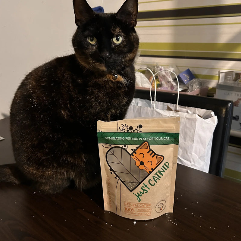 Luna, a tortoiseshell cat, sitting on a table behind a Just Catnip pouch